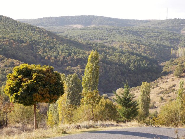 Landschaftliche Aussicht auf eine Straße inmitten von Bäumen im Wald