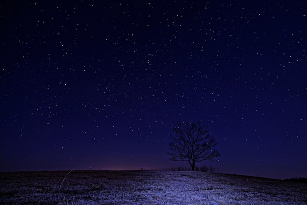 Foto landschaftliche aussicht auf einen baum gegen den nachthimmel