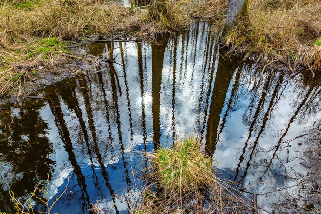 Foto landschaftliche aussicht auf einen fluss im wald