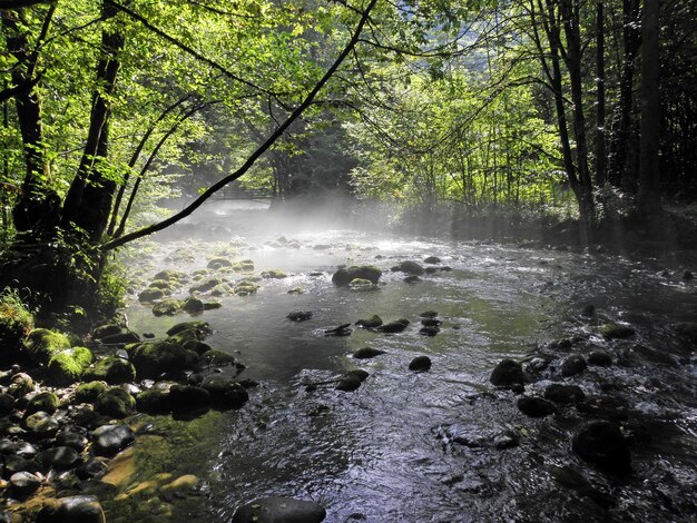 Foto landschaftliche aussicht auf einen fluss im wald