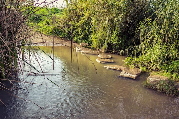 Landschaftliche Aussicht auf einen Fluss im Wald