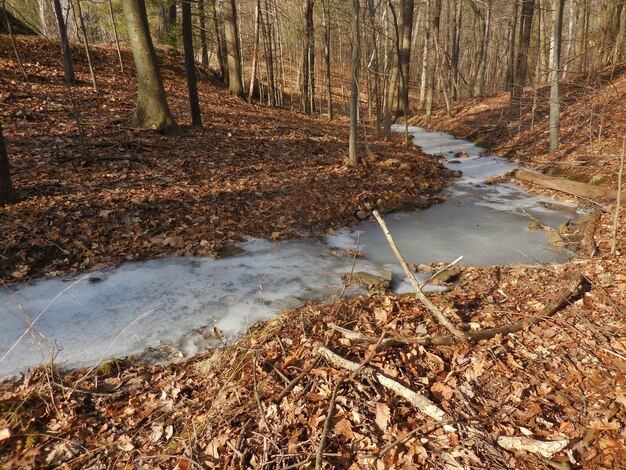 Landschaftliche Aussicht auf einen Flussstrom inmitten von Bäumen im Wald