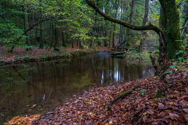 Landschaftliche Aussicht auf einen See im Wald