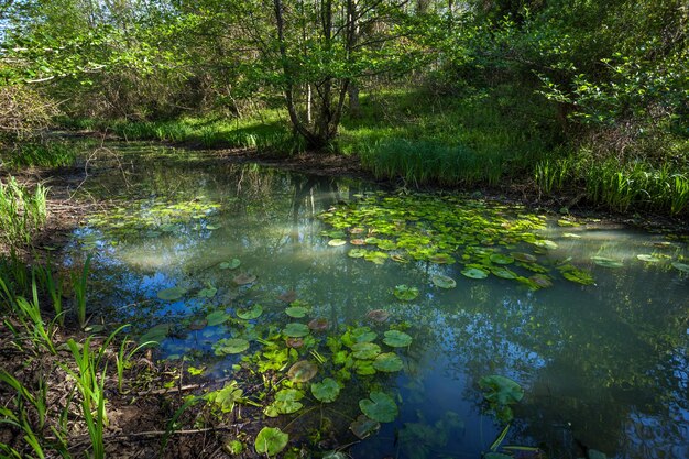 Foto landschaftliche aussicht auf einen see im wald