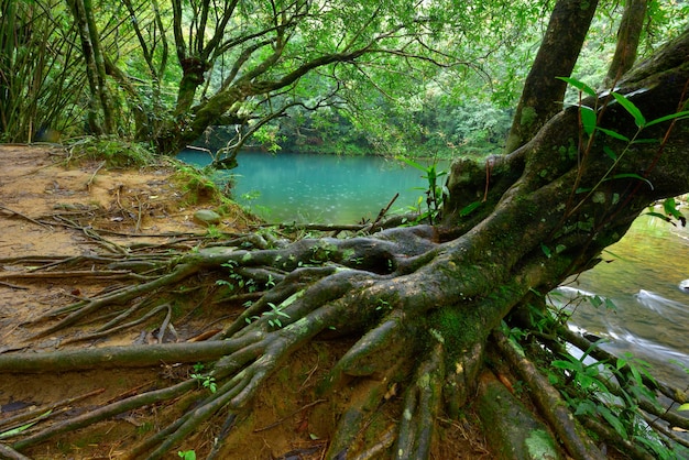 Landschaftliche Aussicht auf einen See im Wald