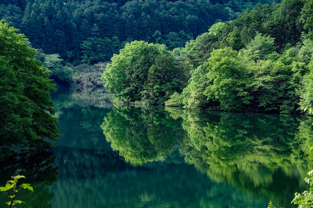 Landschaftliche Aussicht auf einen See im Wald