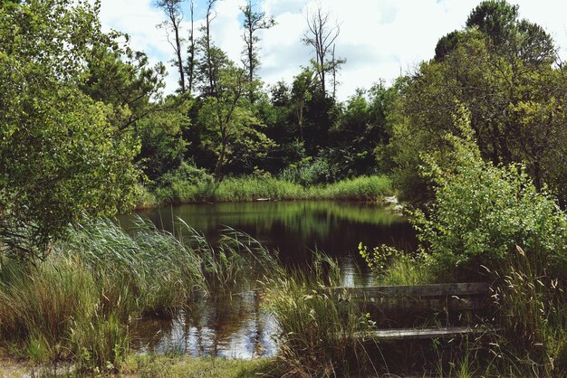 Foto landschaftliche aussicht auf einen see im wald