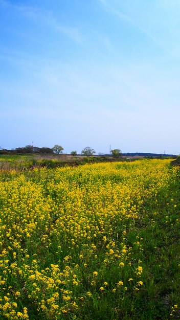 Landschaftliche Aussicht auf Ölraps vor klarem Himmel