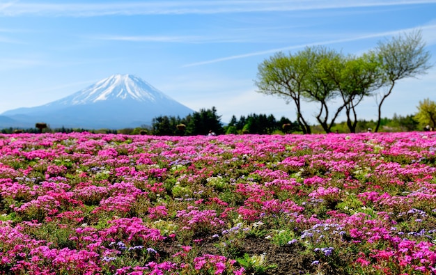 Foto landschaftliche aussicht auf rosa blühende pflanzen vom land gegen den himmel