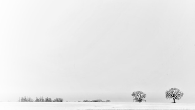 Foto landschaftliche aussicht auf schneebedeckte felder vor klarem himmel