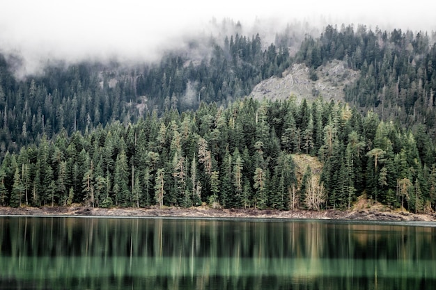 Foto landschaftliche sicht auf den see durch bäume im wald