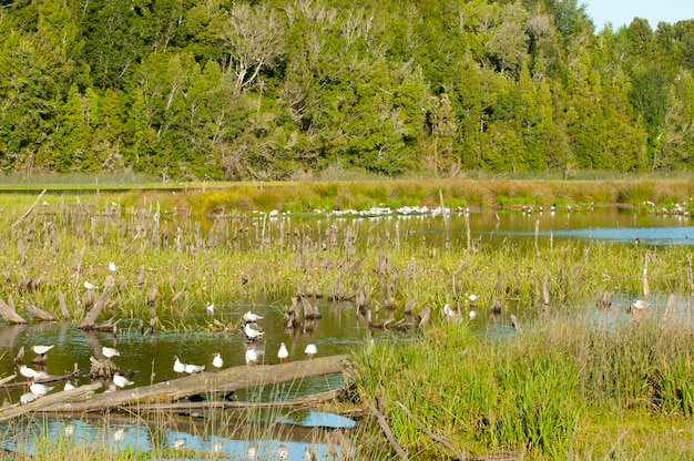 Foto landschaftlicher blick auf den see