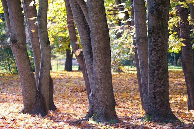 Landschaftlicher Hintergrund des Herbstjahreszeitwaldes