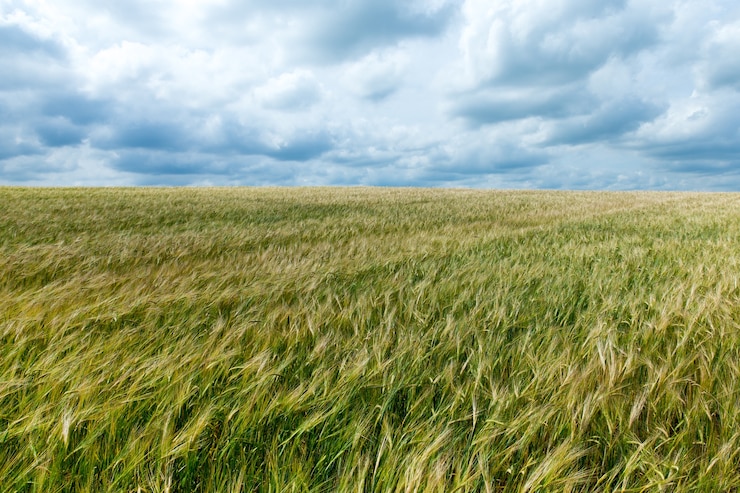Foto landschafts- und grünflächenkonzept.