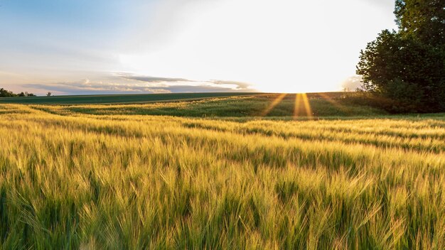 Foto landschaftsansicht auf dem feld gegen den himmel bei sonnenuntergang