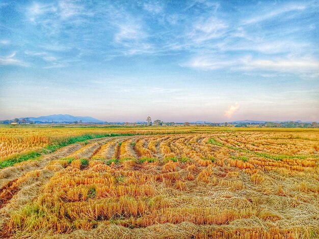 Foto landschaftsansicht auf dem feld gegen den himmel bei sonnenuntergang