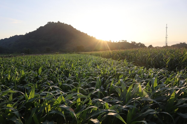 Landschaftsansicht auf dem Feld gegen den Himmel bei Sonnenuntergang