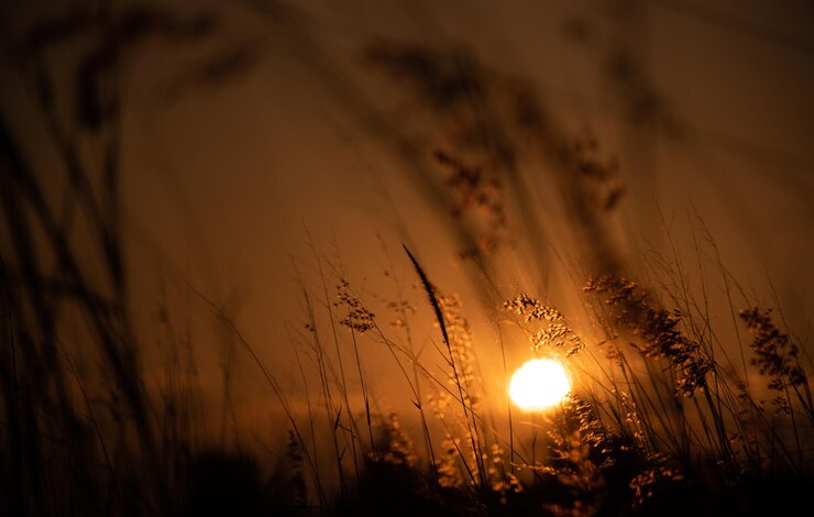 Foto landschaftsansicht auf dem feld gegen den orangefarbenen himmel