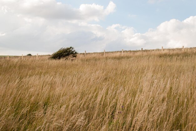 Landschaftsansicht auf dem Feld vor bewölktem Himmel