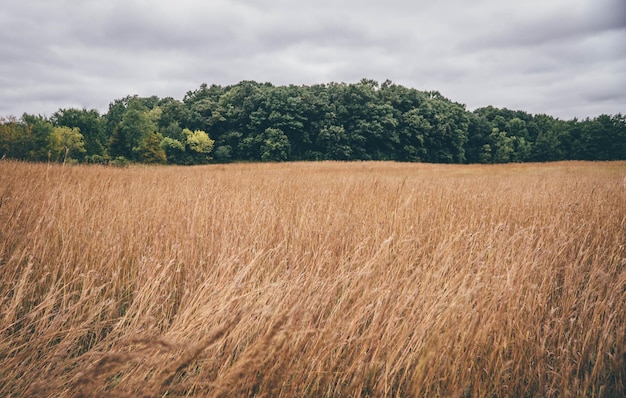 Landschaftsansicht auf dem Feld vor bewölktem Himmel