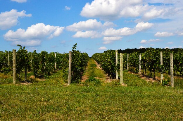 Foto landschaftsansicht auf dem feld vor bewölktem himmel