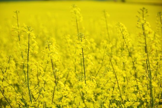 Landschaftsansicht auf einem Rapsfeld