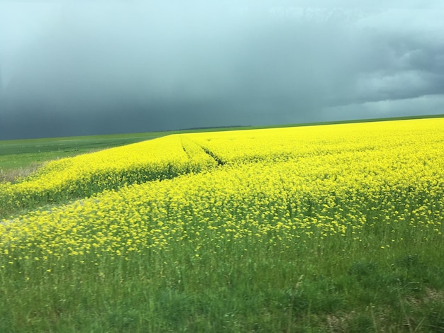 Foto landschaftsansicht auf einem rapsfeld