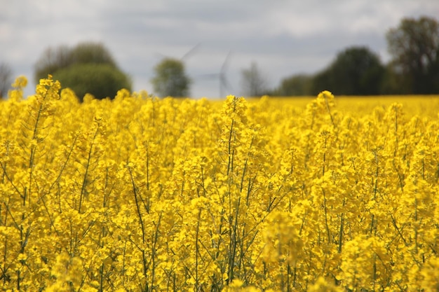 Landschaftsansicht auf einem Rapsfeld