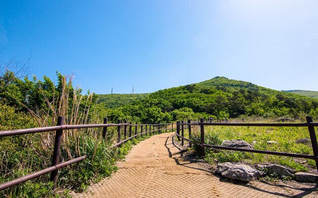 Foto landschaftsansicht auf einem wanderweg im berg mudeungsan gwangju in südkorea