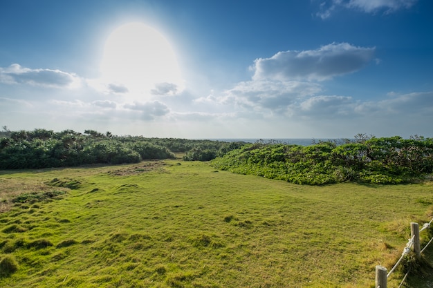 Landschaftsansicht, der blaue himmel, die wolke und die glänzende sonne mit dem grünen feld und der anlage aus den grund