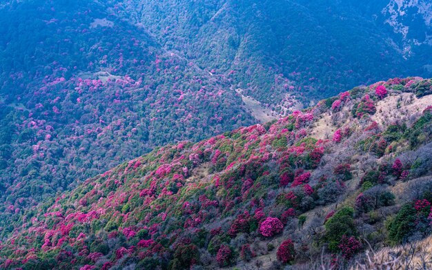 Foto landschaftsansicht der blühenden rhododendronblume in poonhill nepal