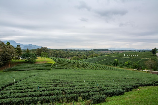 Landschaftsansicht der Choui-Fong-Teeplantage mit blauem Himmel in der Provinz Chiangrai im Norden Thailands