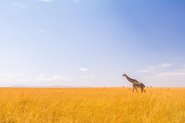 Landschaftsansicht der Giraffe auf dem Feld