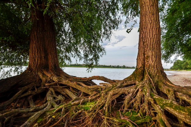 Landschaftsansicht des Baumes am See