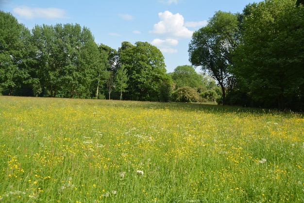 Foto landschaftsansicht des feldes gegen bäume