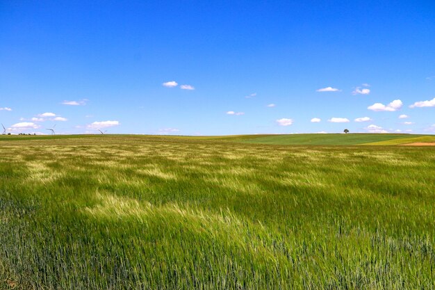 Landschaftsansicht des Feldes gegen den Himmel