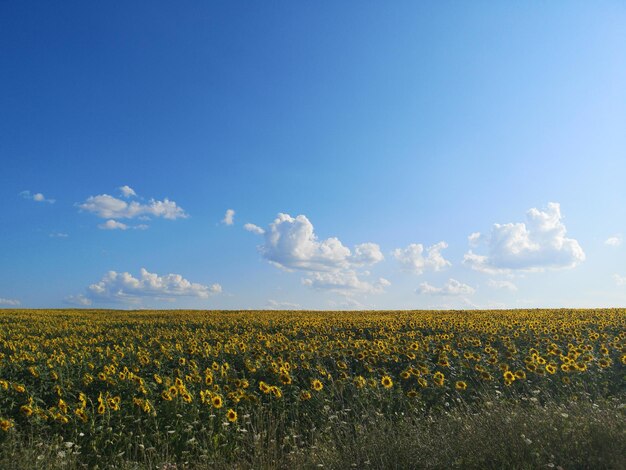 Foto landschaftsansicht des feldes gegen den himmel