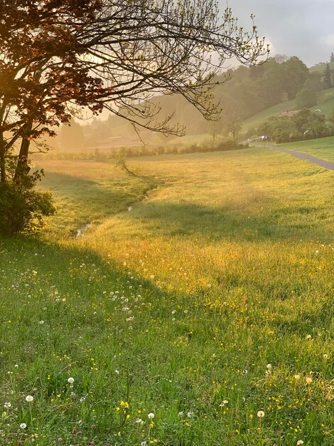 Foto landschaftsansicht des feldes gegen den himmel