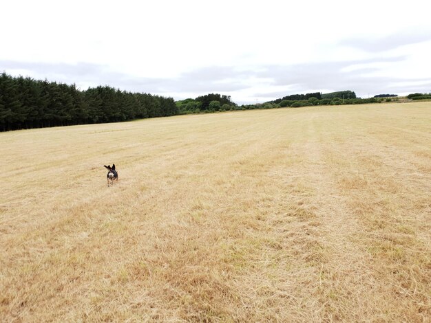 Landschaftsansicht des Feldes gegen den Himmel