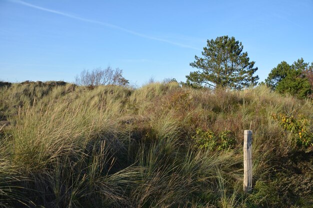 Foto landschaftsansicht des feldes gegen den himmel