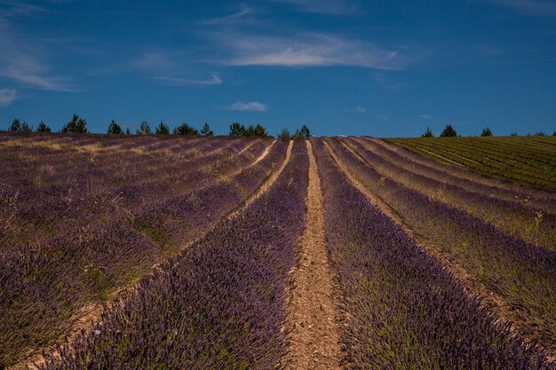 Foto landschaftsansicht des feldes gegen den himmel