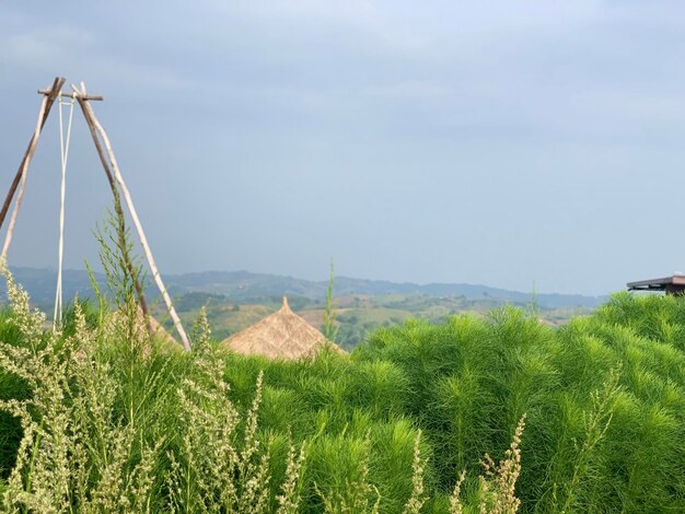 Foto landschaftsansicht des feldes gegen den himmel