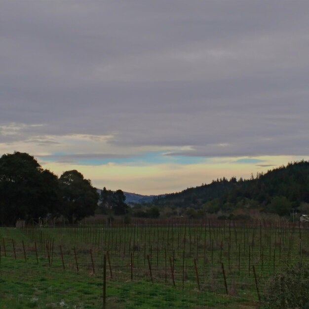 Landschaftsansicht des Feldes gegen den Himmel