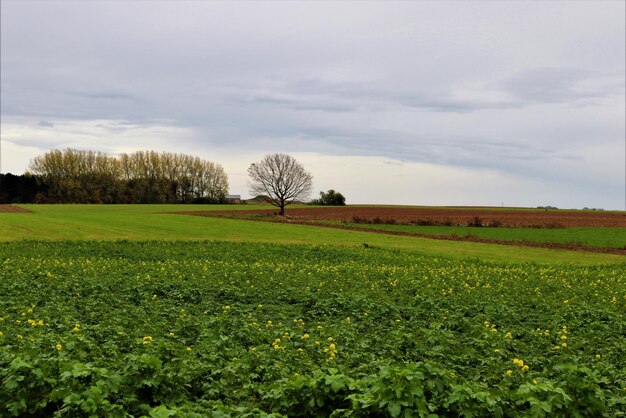 Foto landschaftsansicht des feldes gegen den himmel