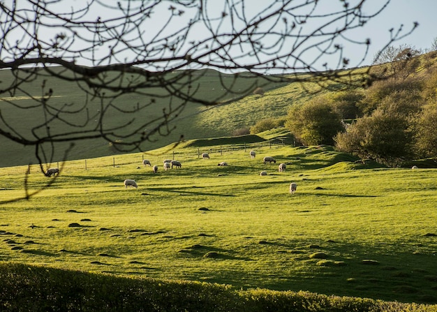 Foto landschaftsansicht des feldes gegen den himmel