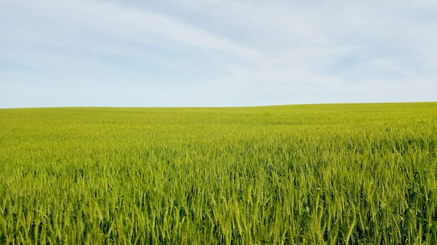 Landschaftsansicht des Feldes gegen den Himmel