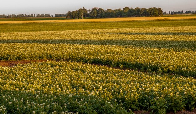 Foto landschaftsansicht des feldes gegen den himmel