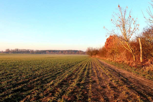 Foto landschaftsansicht des feldes vor klarem himmel im herbst