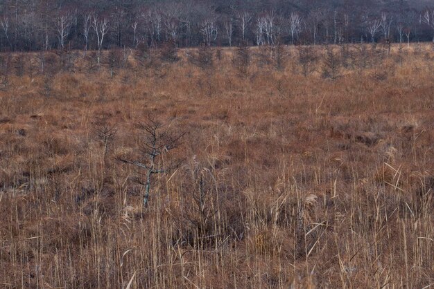 Foto landschaftsansicht des feldes