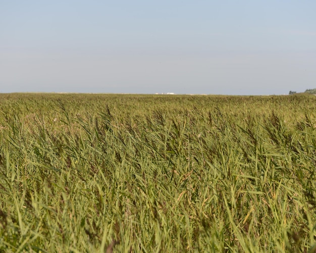 Landschaftsansicht des Feldes